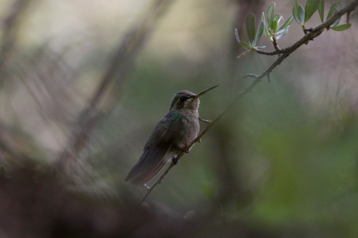 kolibřík širokozobý - ML137353641