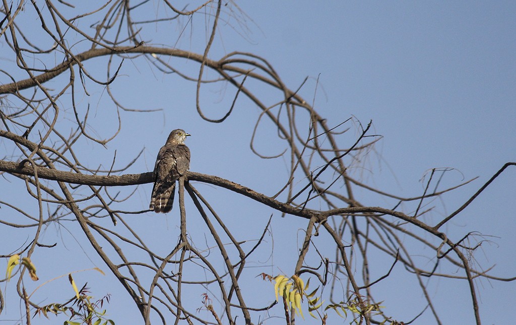 Common Hawk-Cuckoo - ML137355711
