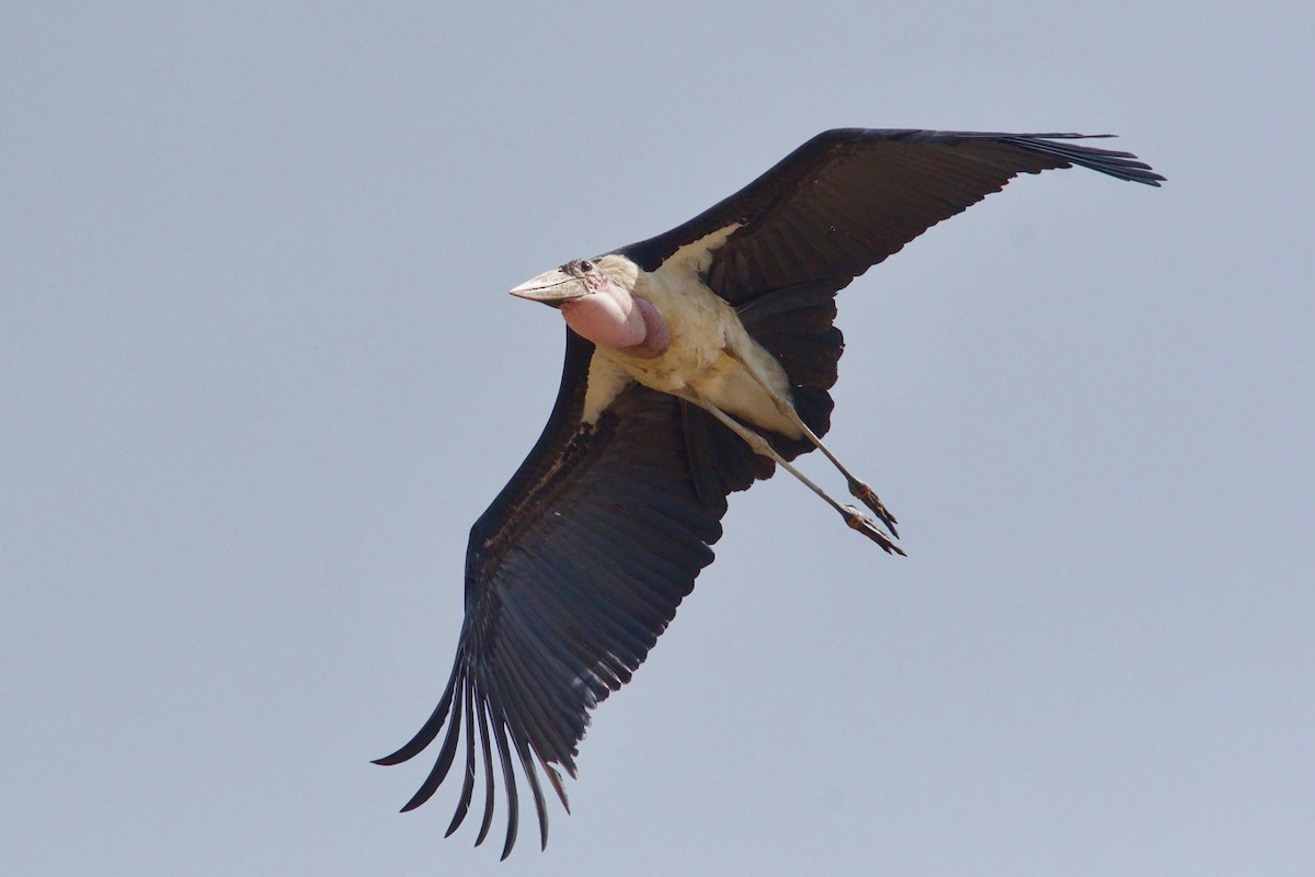 Marabou Stork - ML137356101
