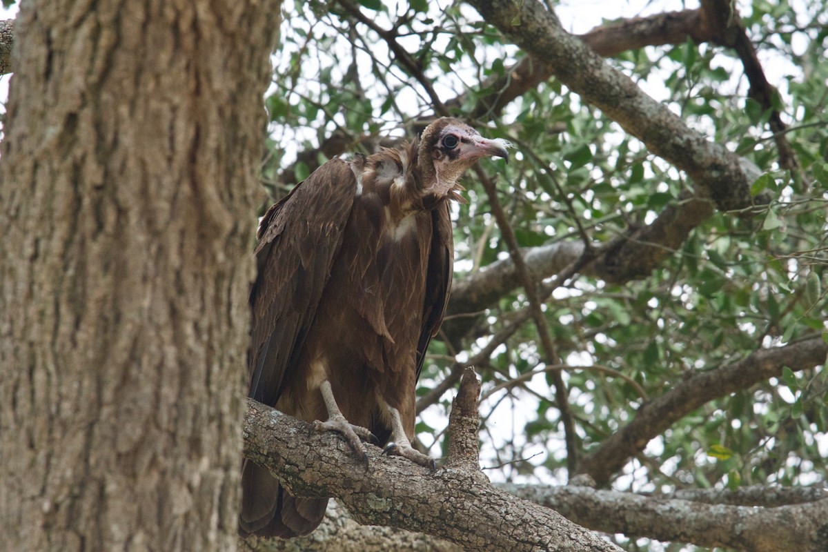 Hooded Vulture - ML137356551