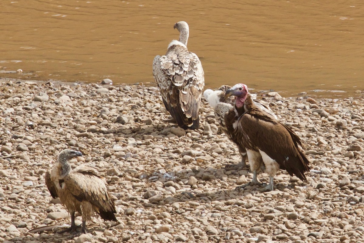 Lappet-faced Vulture - ML137356561