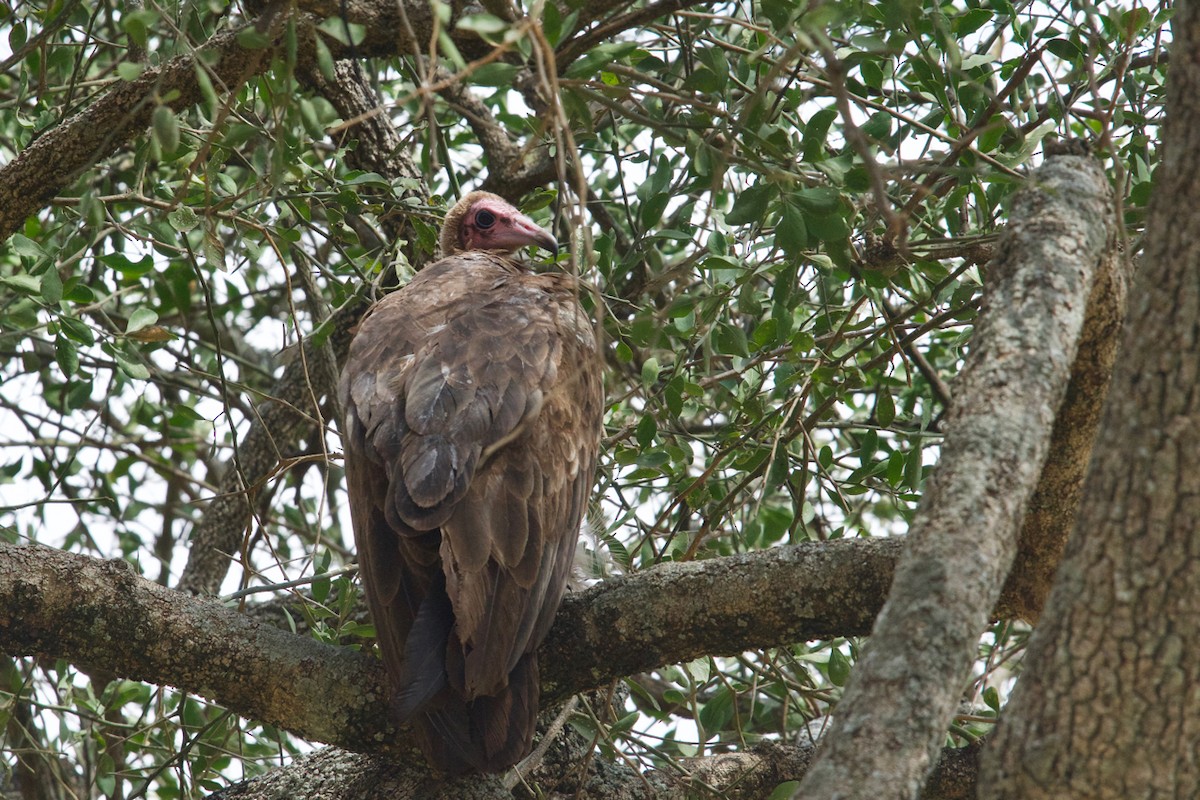 Hooded Vulture - Qin Huang