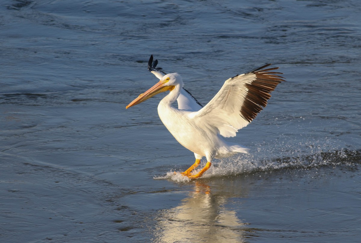 American White Pelican - Tommy Quarles