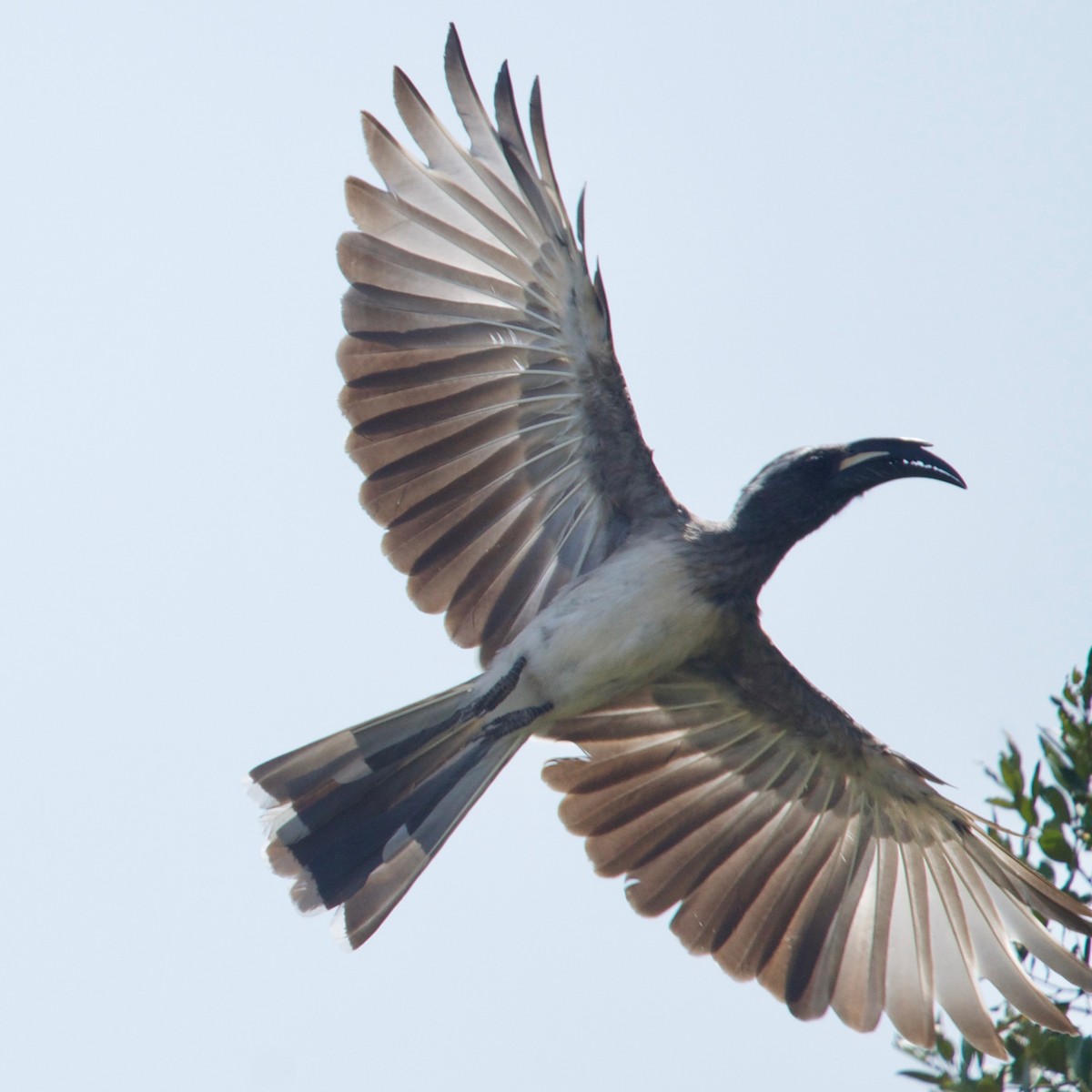 African Gray Hornbill - ML137356821