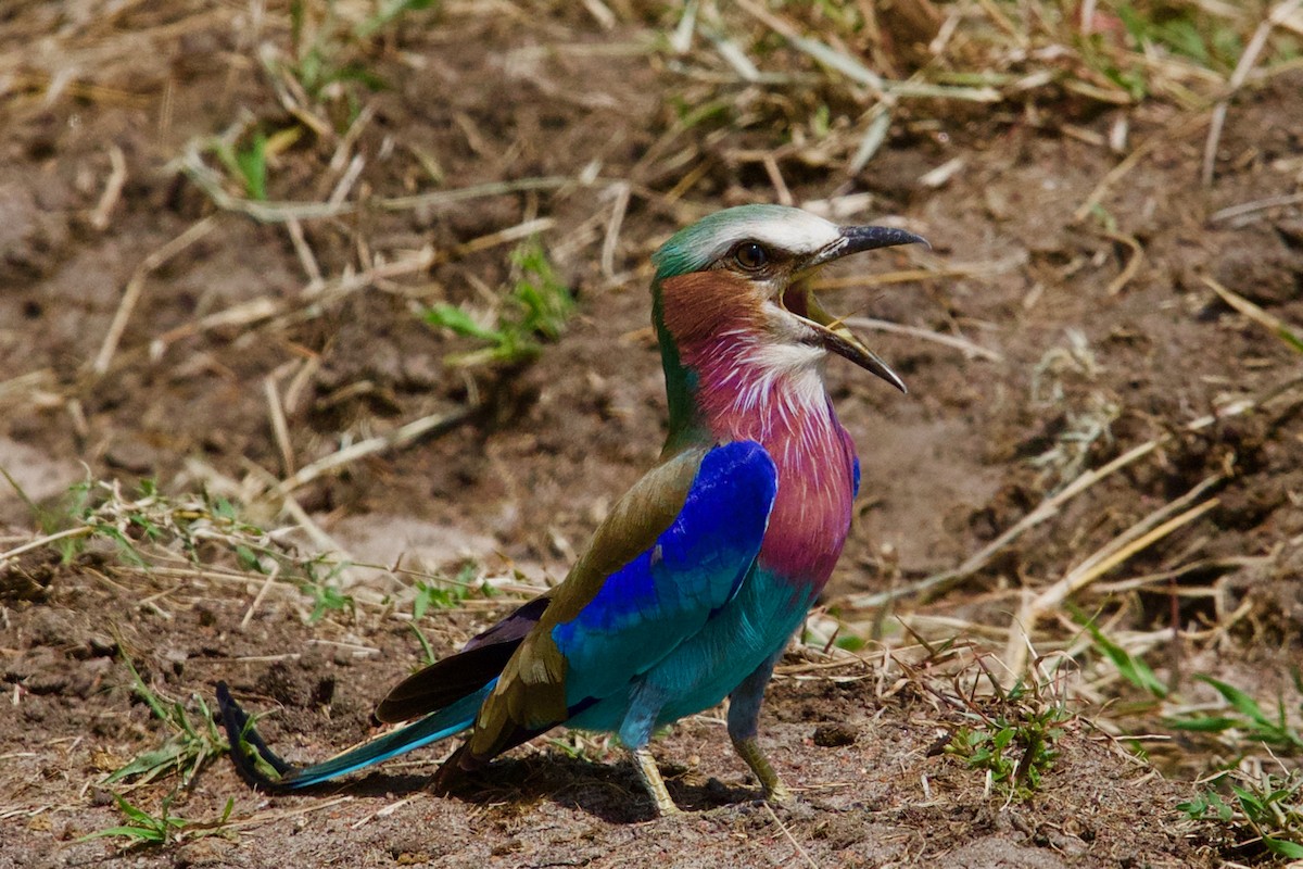 Lilac-breasted Roller - ML137356841