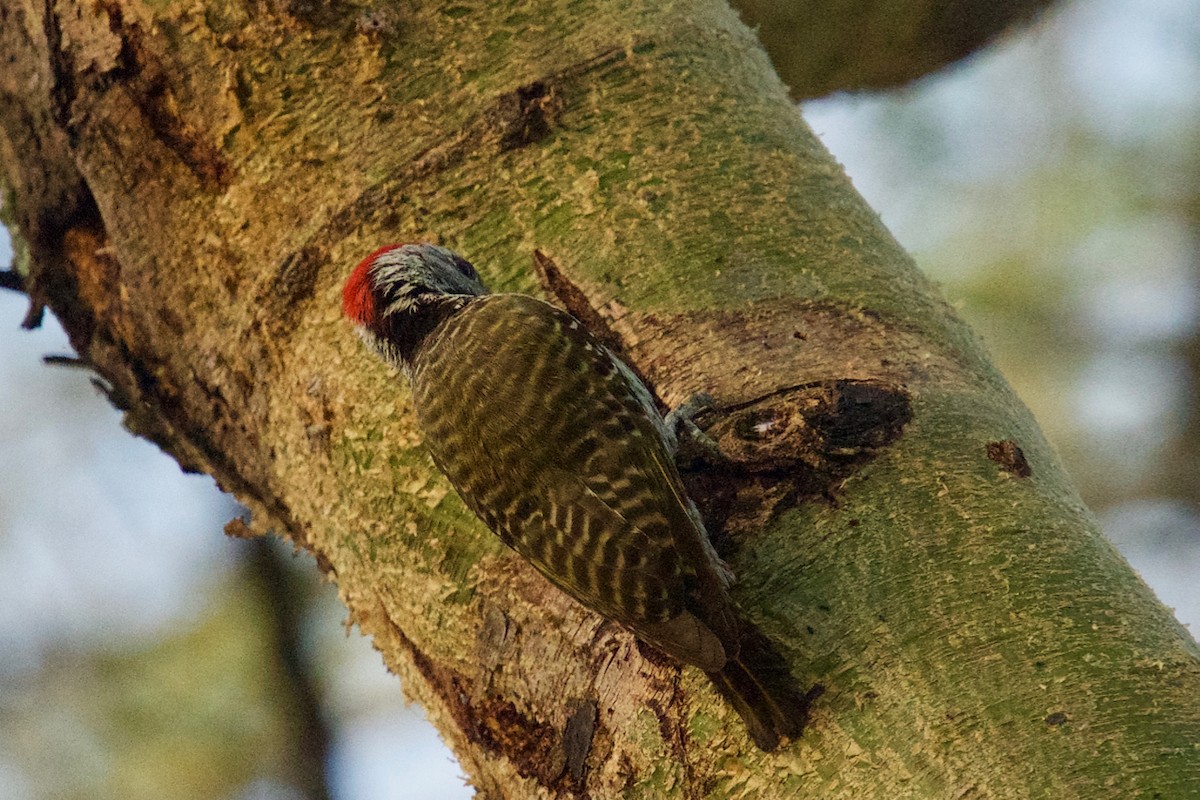 Cardinal Woodpecker - ML137356971