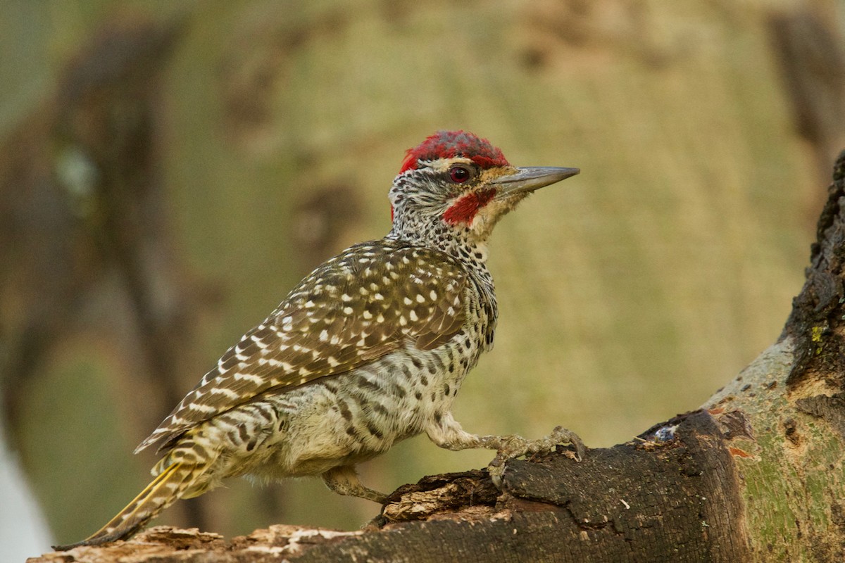 Nubian Woodpecker - ML137357001