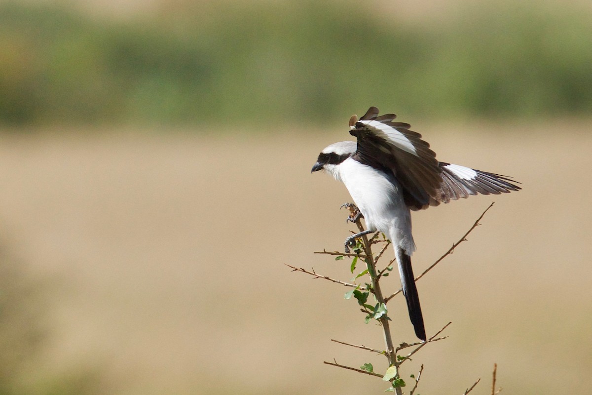 Gray-backed Fiscal - ML137357261