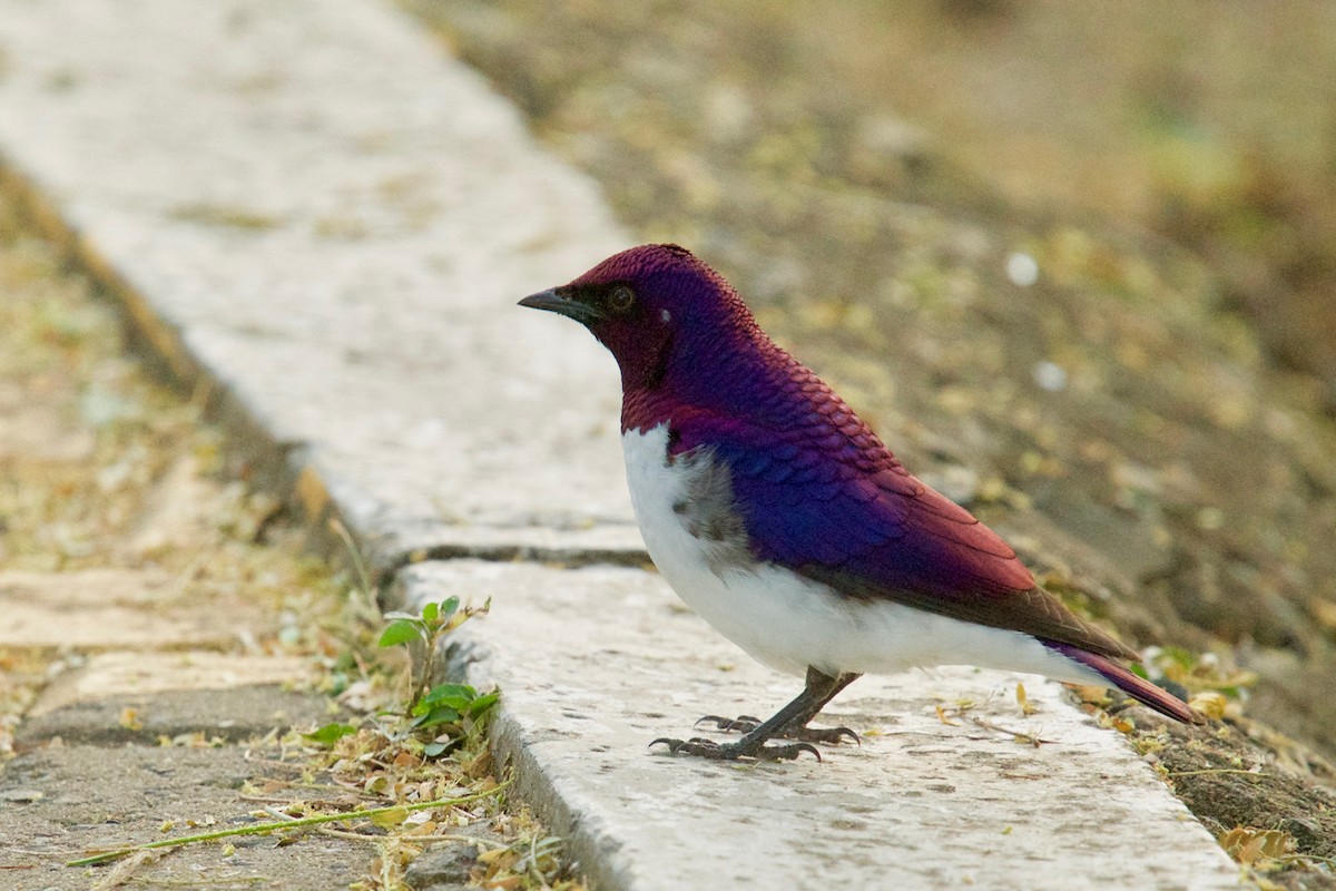 Violet-backed Starling - ML137357921
