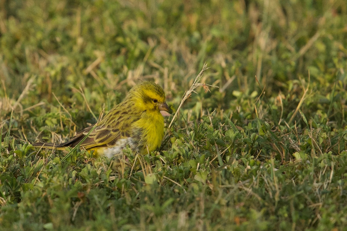 White-bellied Canary - Qin Huang