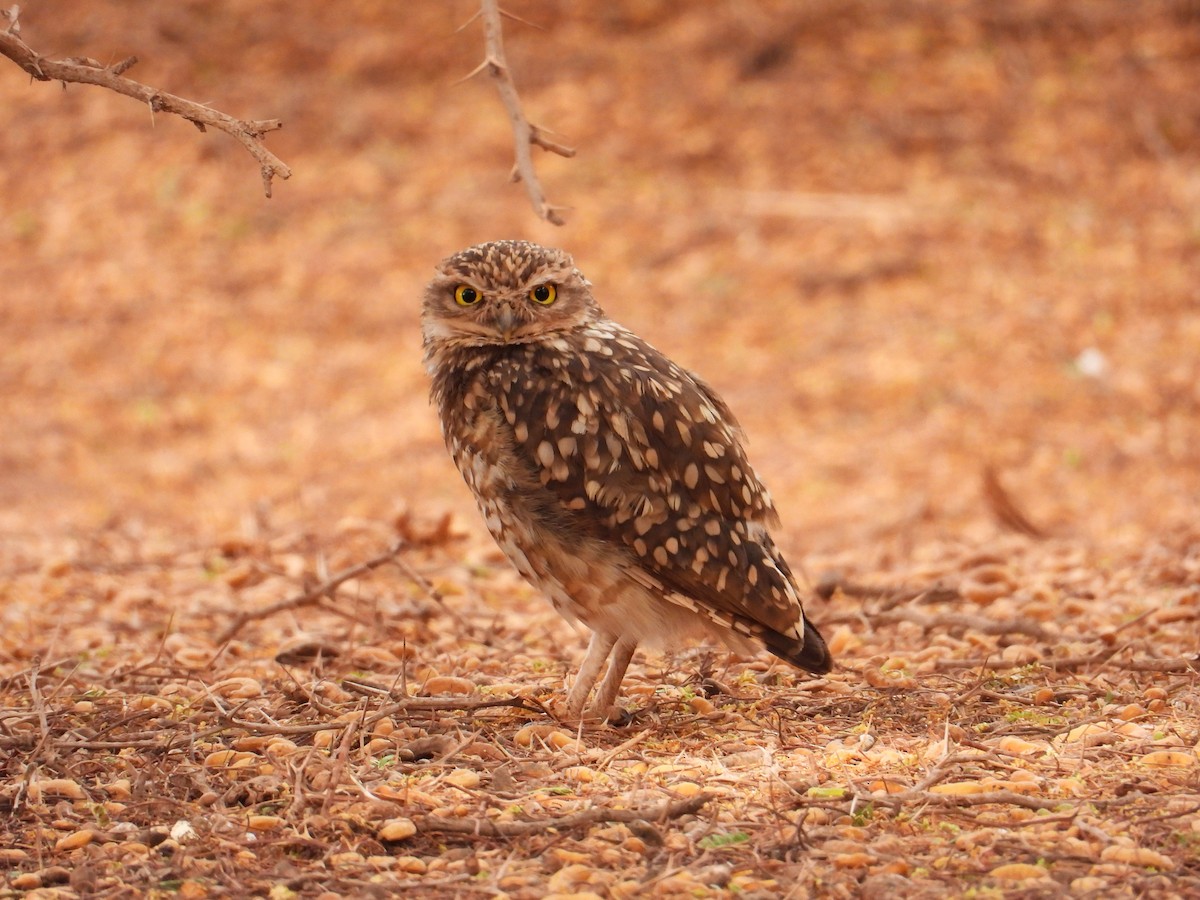 Burrowing Owl - ML137366491