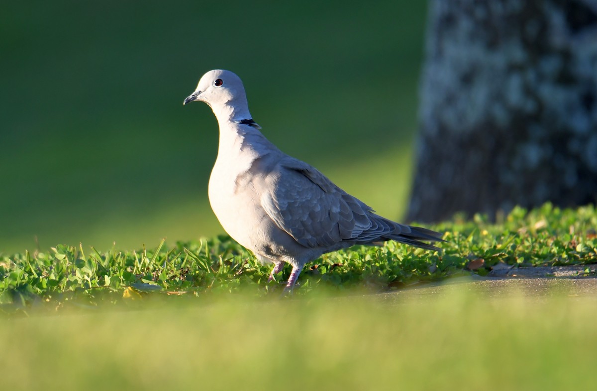 Eurasian Collared-Dove - Brenton Mundt