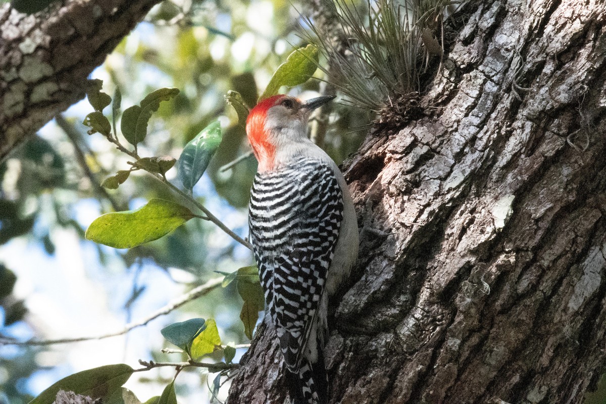 Red-bellied Woodpecker - ML137368431