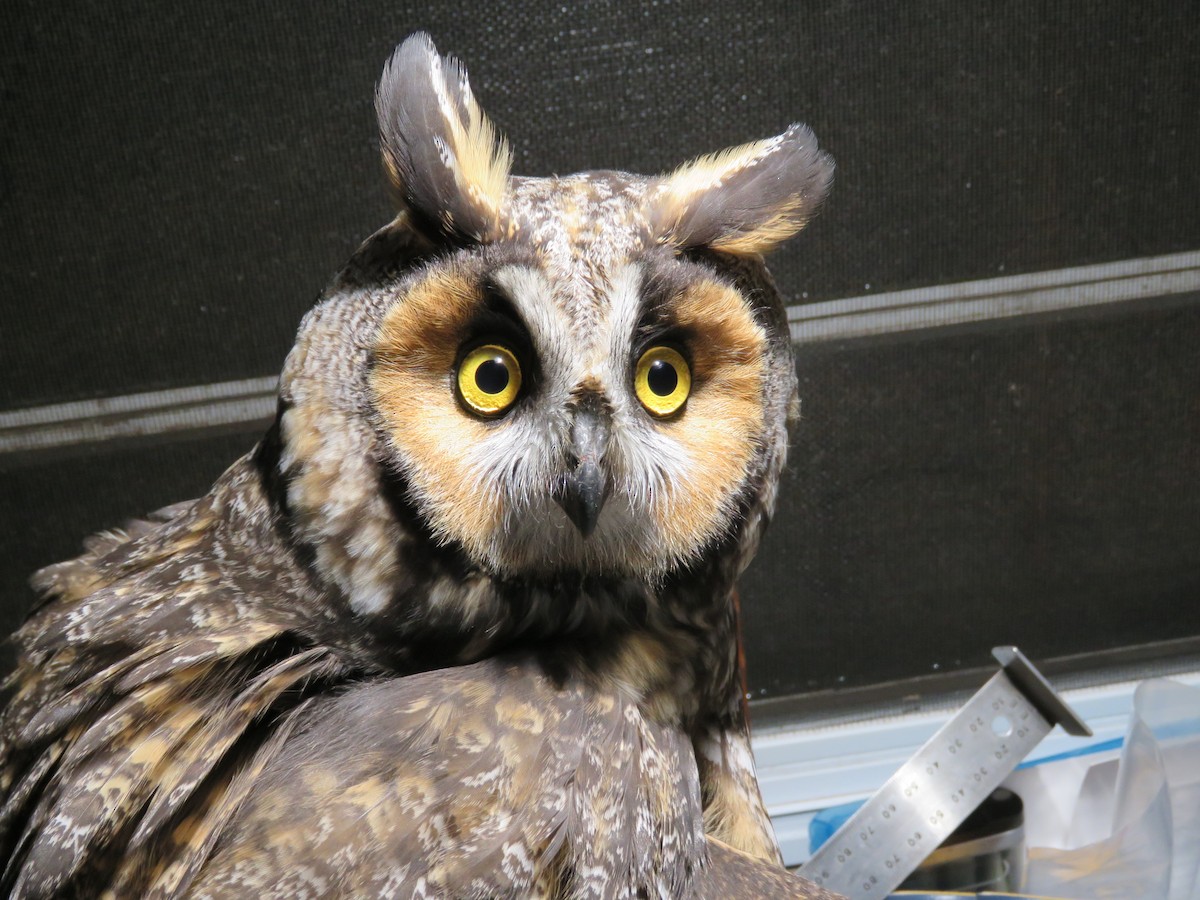 Long-eared Owl - Keegan Burke