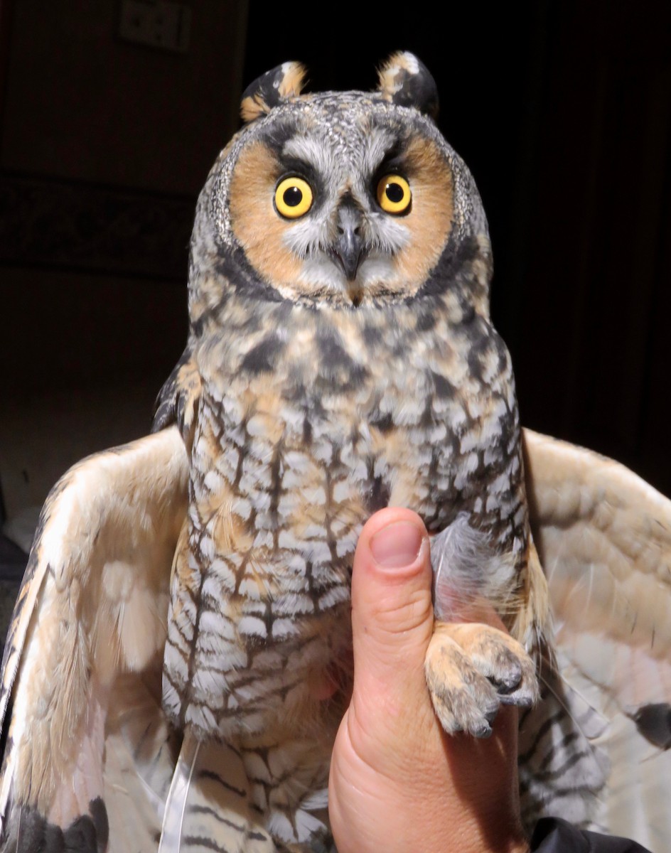 Long-eared Owl - Keegan Burke