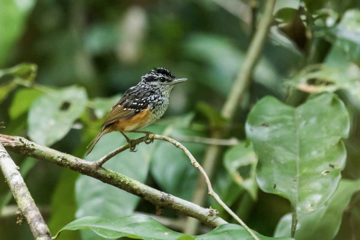 Guianan Warbling-Antbird - Nick Athanas