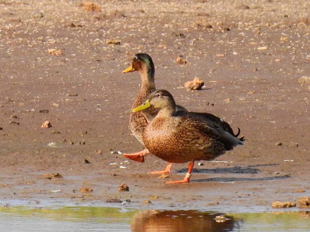dabbling duck sp. - Michael Young