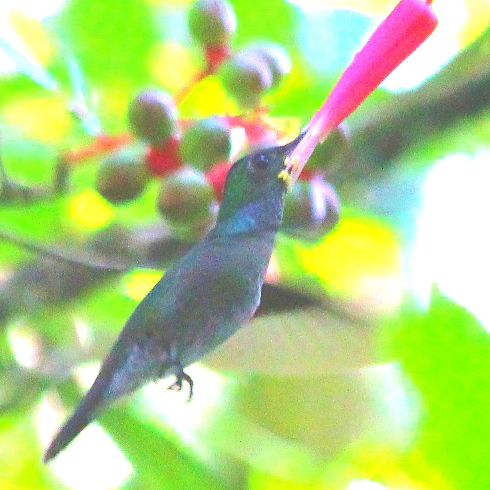 Mangrove Hummingbird - Ryan Candee
