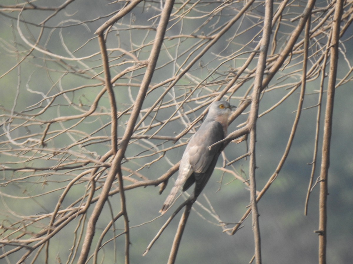 Common Hawk-Cuckoo - Suyash Sawant
