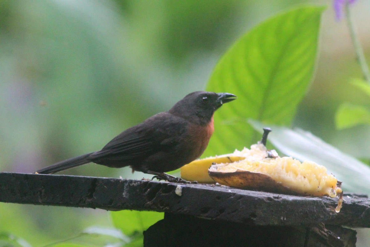 Black-cheeked Ant-Tanager - Ryan Candee