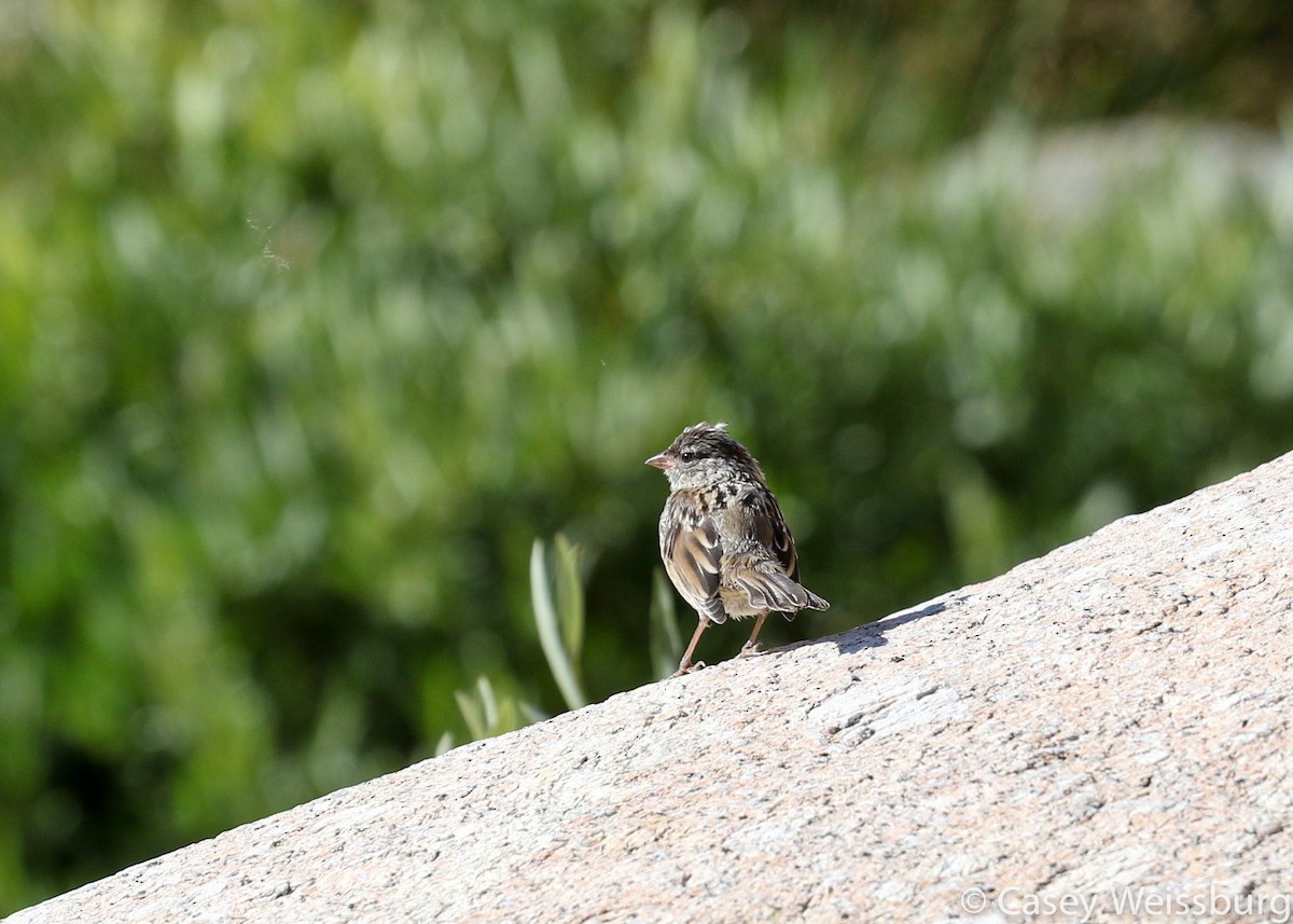 White-crowned Sparrow - ML137381521