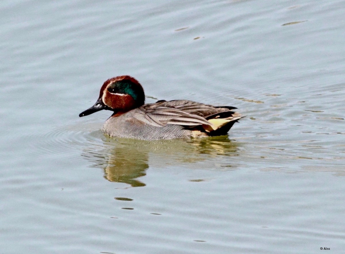 Green-winged Teal - ML137381601