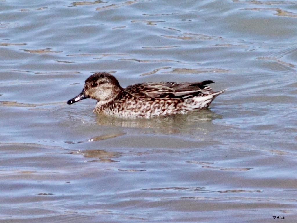 Green-winged Teal - ML137381611
