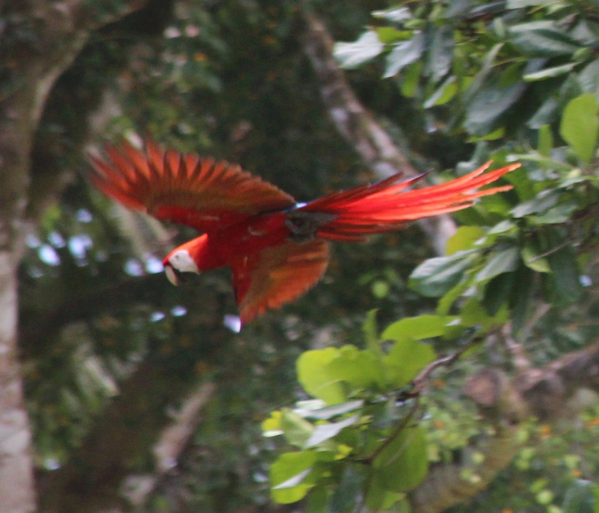 Scarlet Macaw - ML137382441