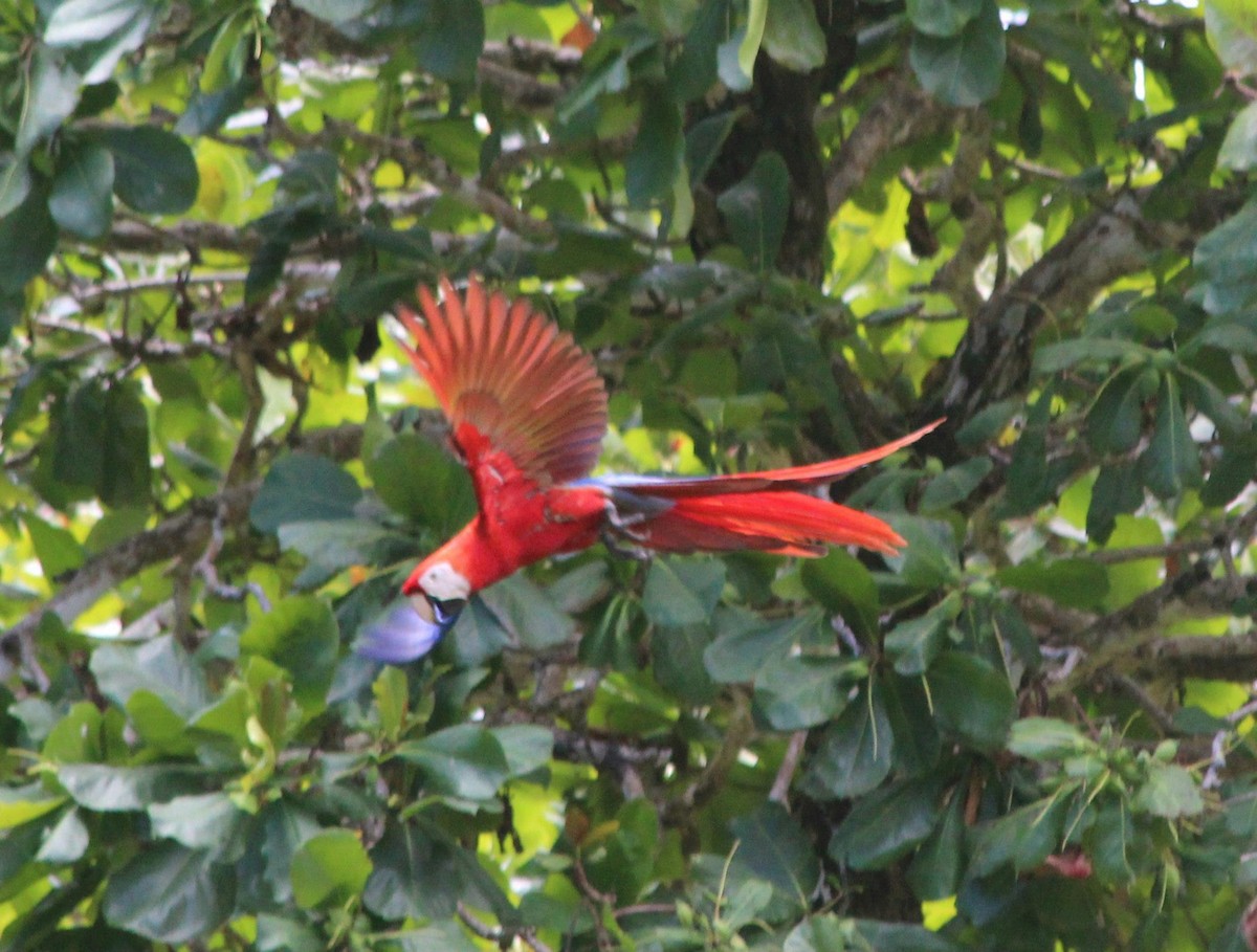 Scarlet Macaw - ML137382451
