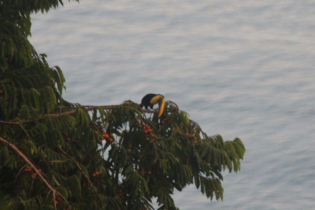 Yellow-throated Toucan (Chestnut-mandibled) - ML137382501