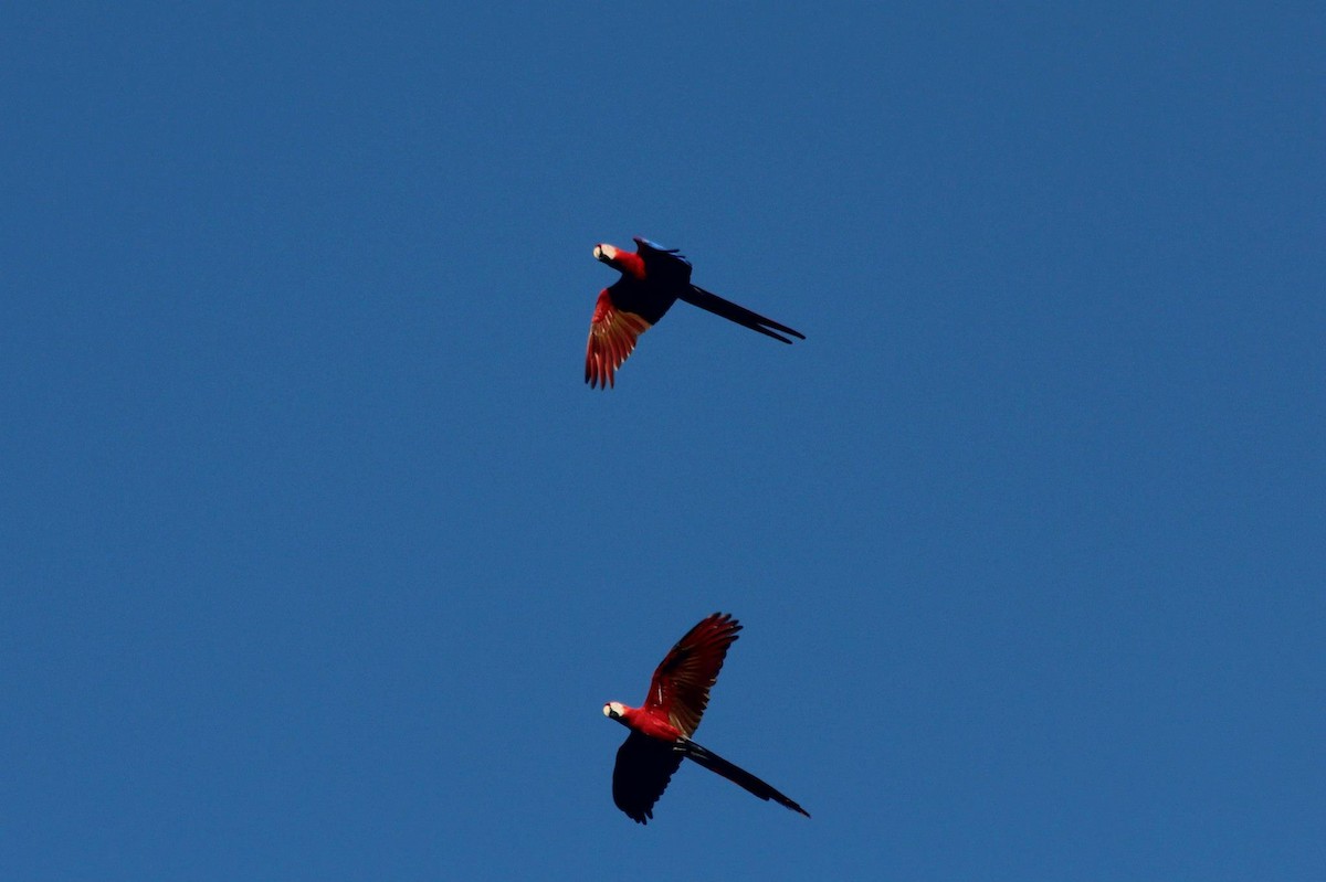 Scarlet Macaw - ML137382721