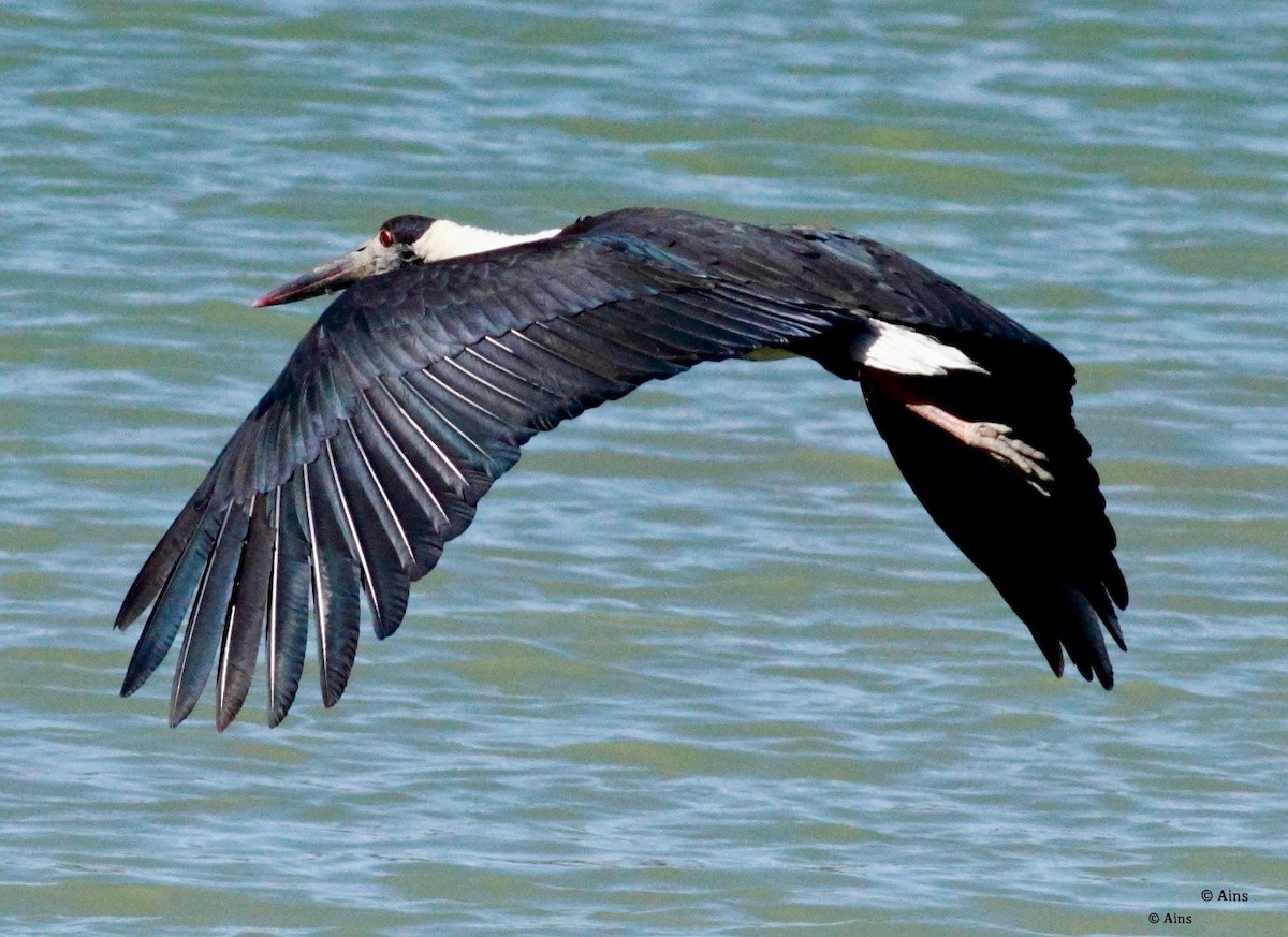 Asian Woolly-necked Stork - Ains Priestman