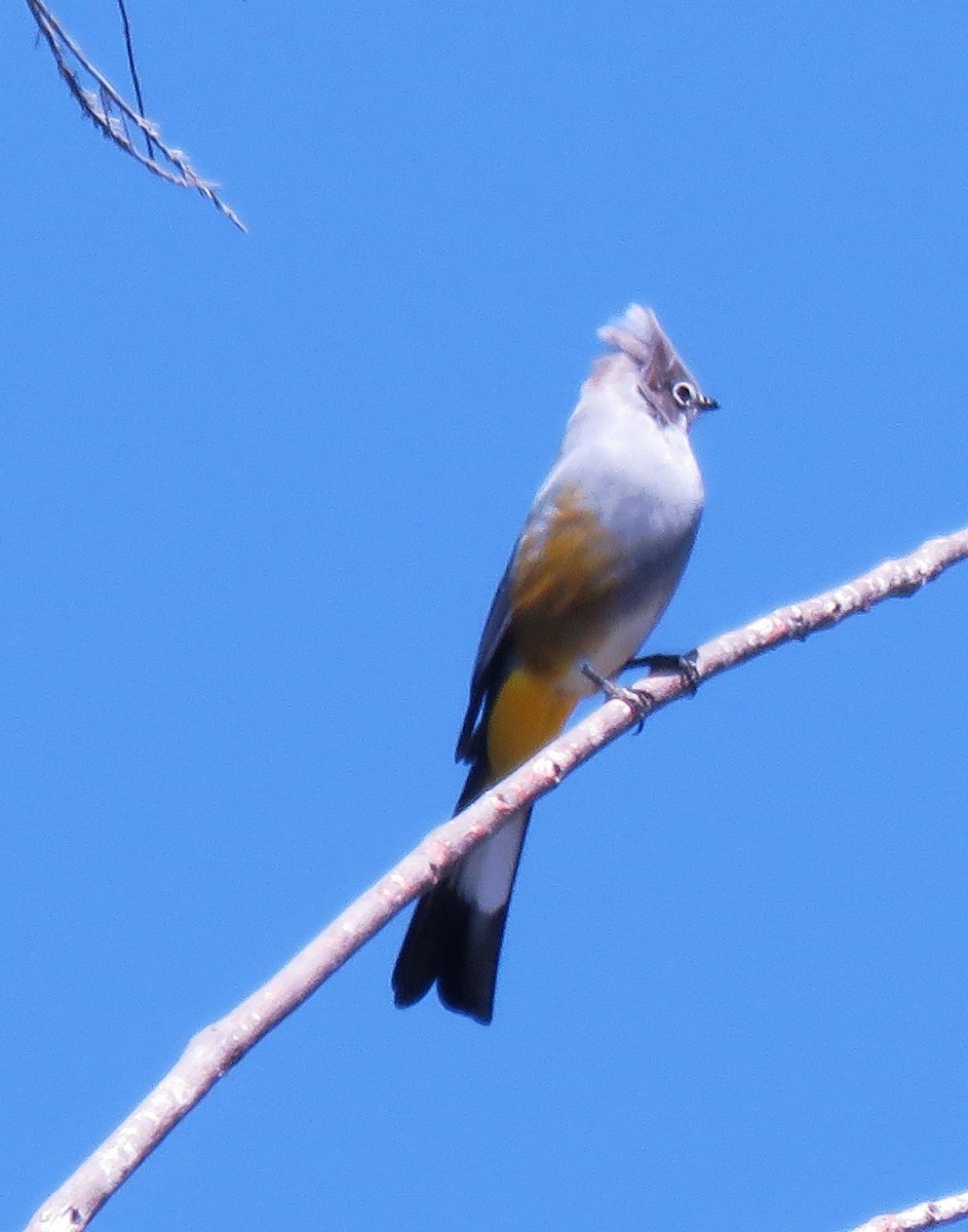 Gray Silky-flycatcher - Eduardo Ruvalcaba