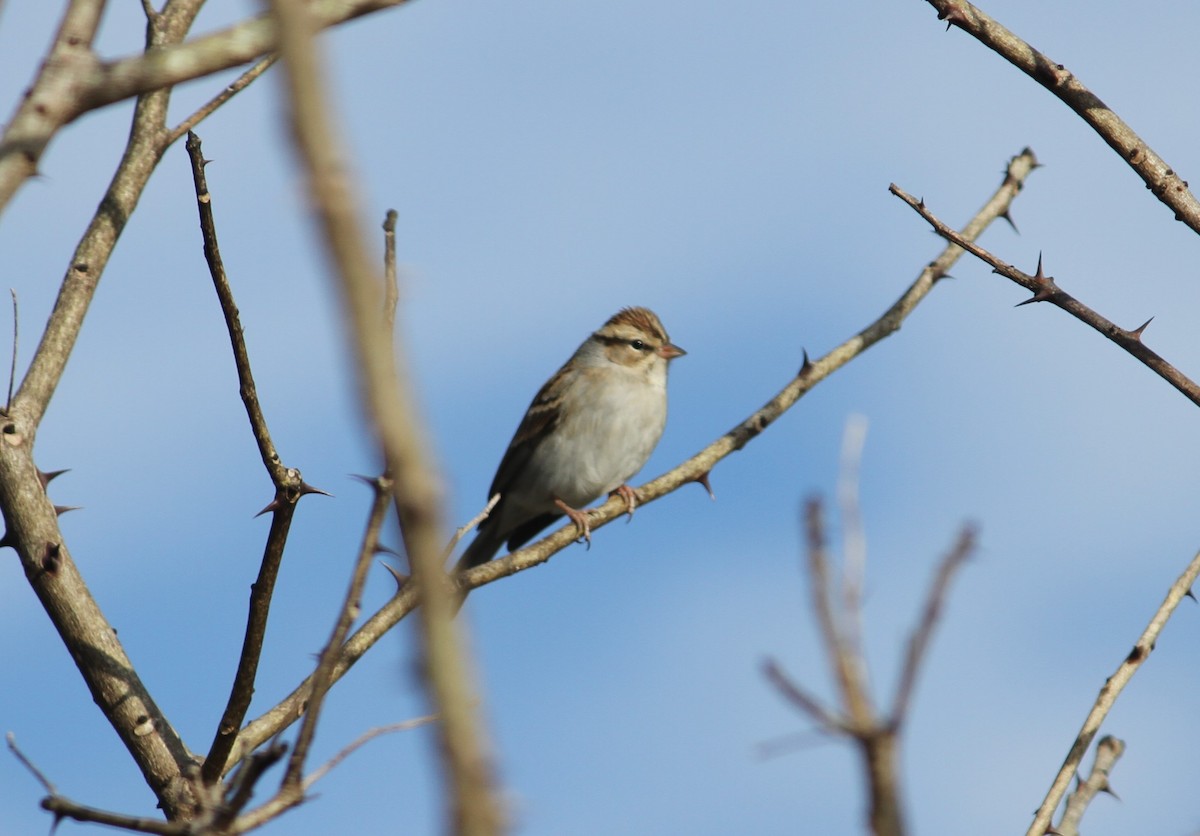 Chipping Sparrow - ML137389121
