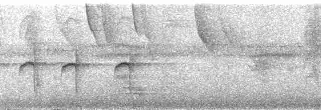 Тиран-крихітка сірощокий - ML137390