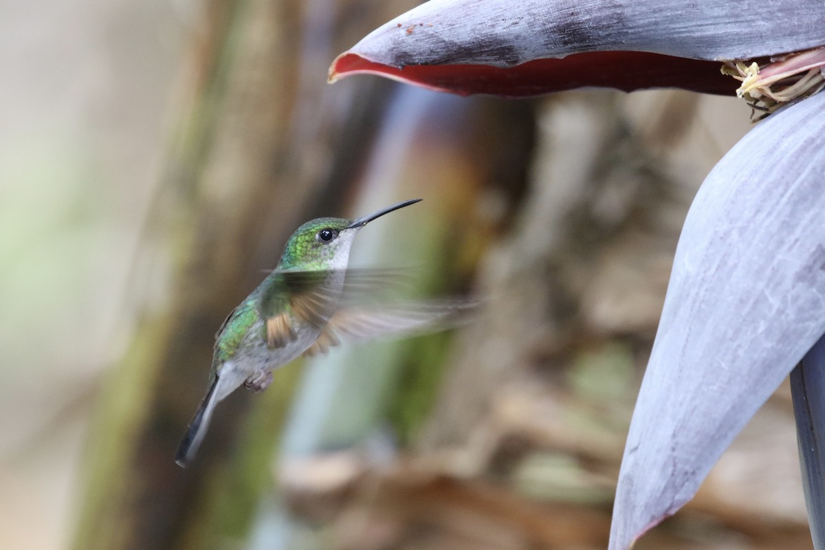 Stripe-tailed Hummingbird - ML137392401