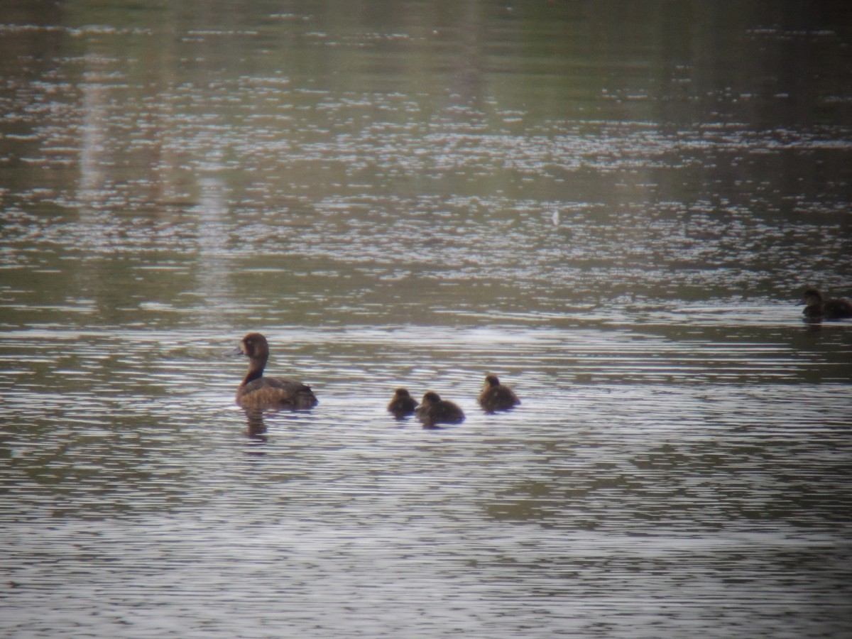 Greater Scaup - ML137393051