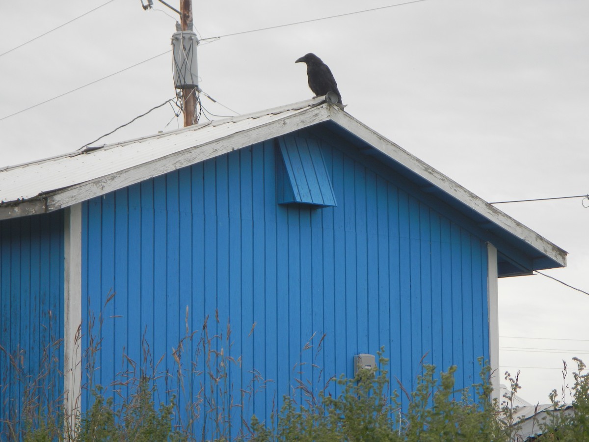 Common Raven - Robbin Knapp