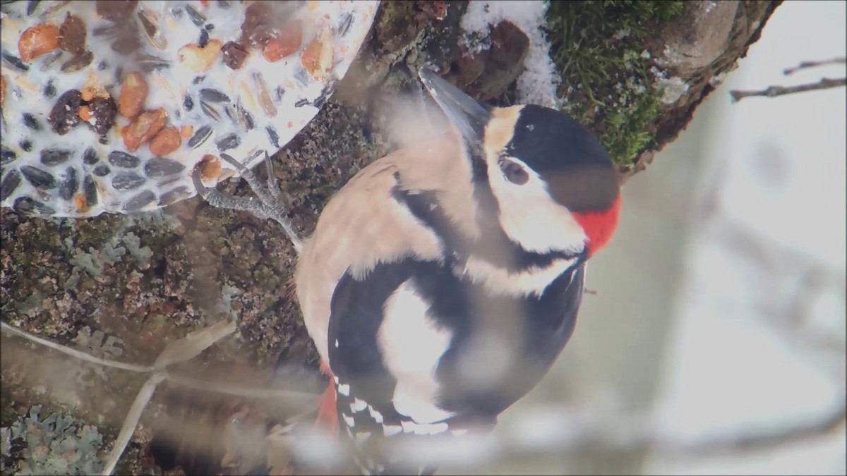 Great Spotted Woodpecker - ML137393351