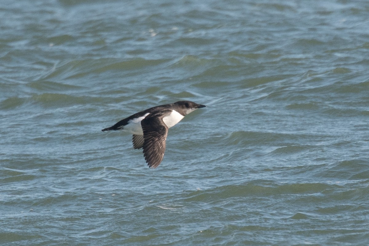 Thick-billed Murre - ML137398971