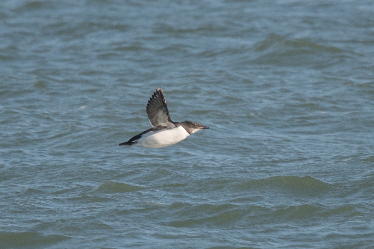 Thick-billed Murre - ML137399181