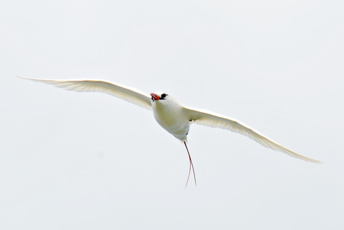 Red-tailed Tropicbird - Tim DeJonghe