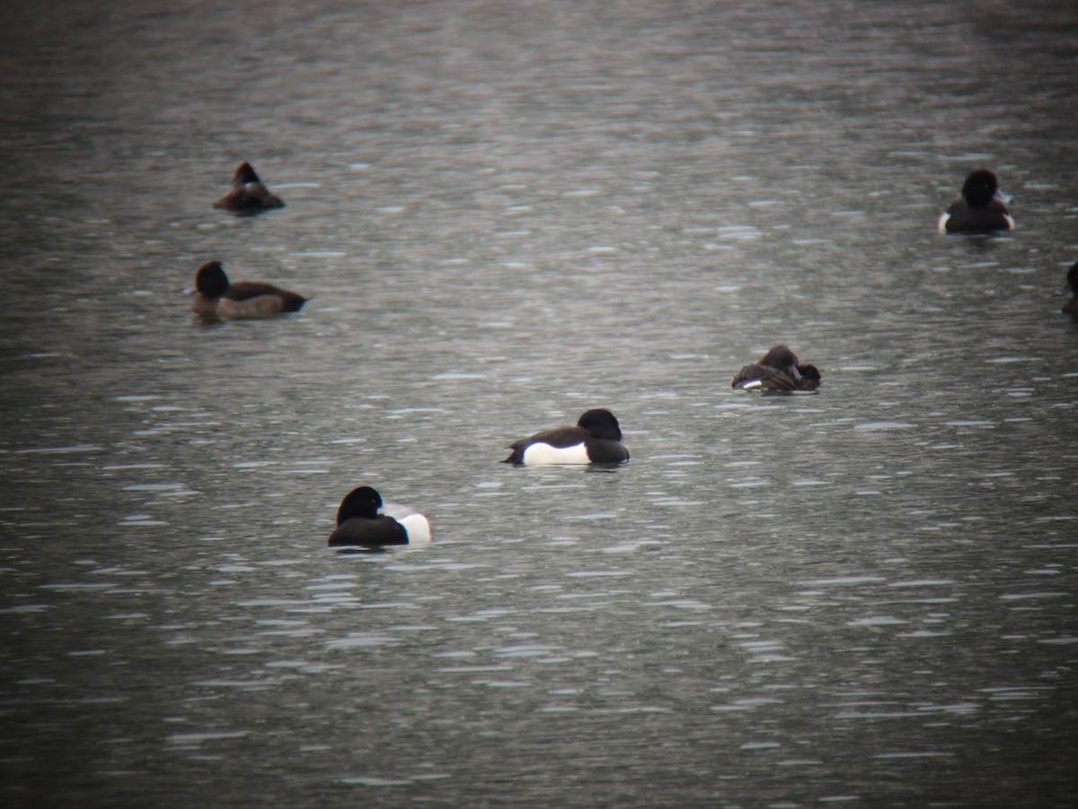 Tufted Duck - ML137401101