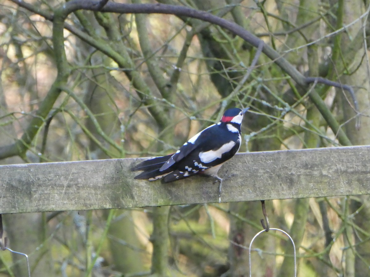 Great Spotted Woodpecker - ML137402111