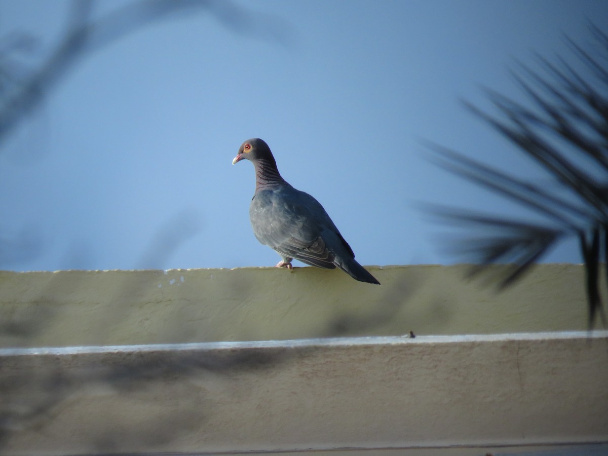 Scaly-naped Pigeon - robert wellens