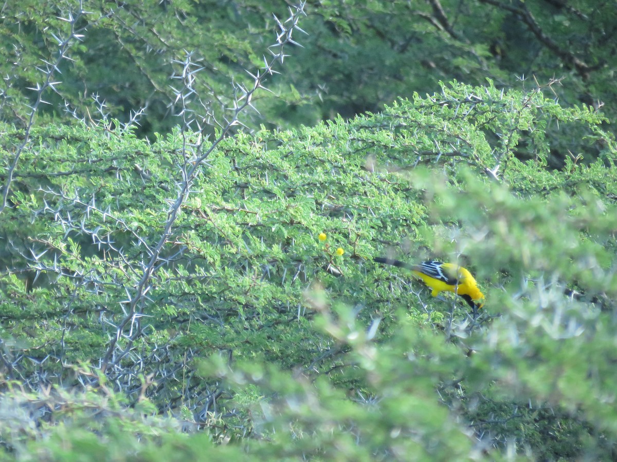 Yellow Oriole - robert wellens