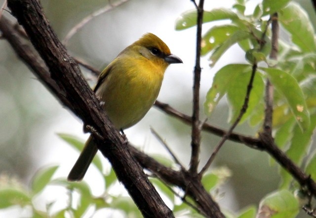 Red-headed Tanager - ML137405711