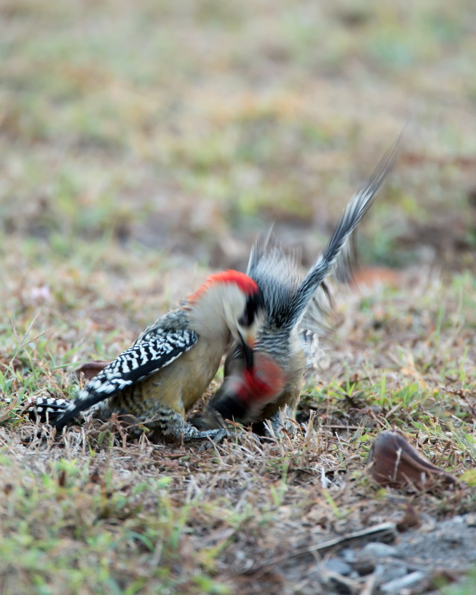 West Indian Woodpecker - Hank Davis