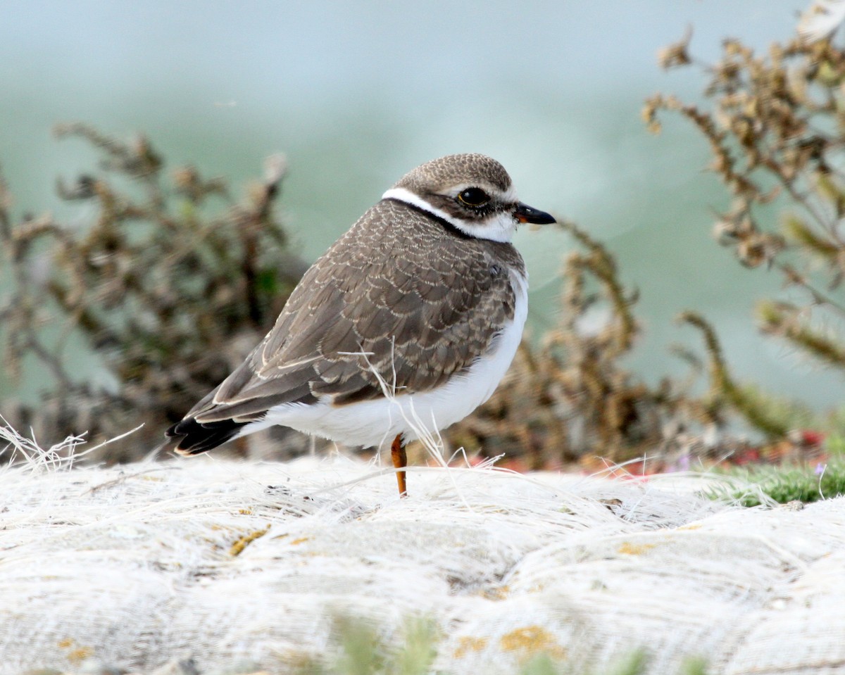 Semipalmated Plover - ML137407791