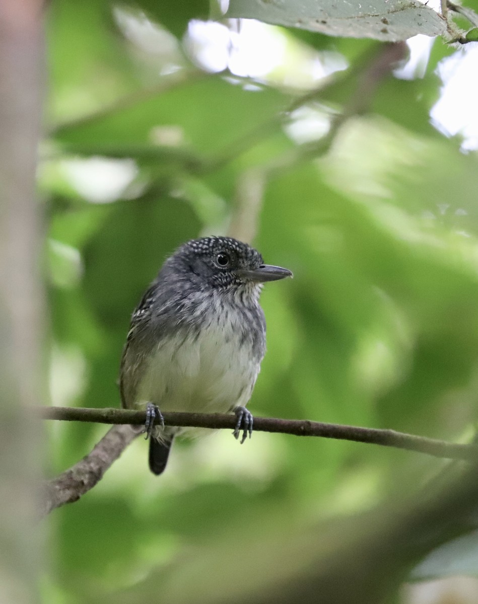 Spot-crowned Antvireo - Aitor Gonzalo